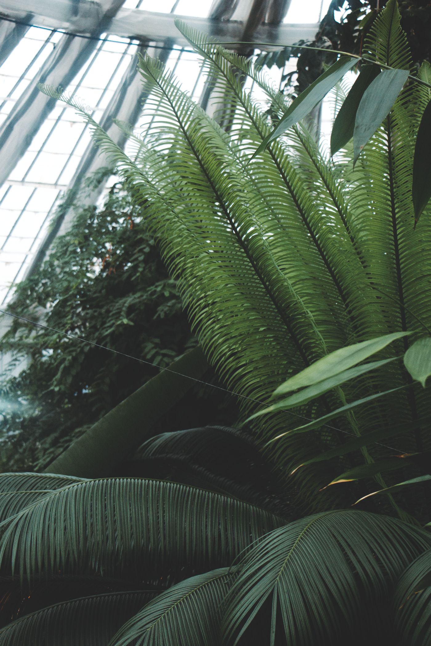 Plants in a botanical garden