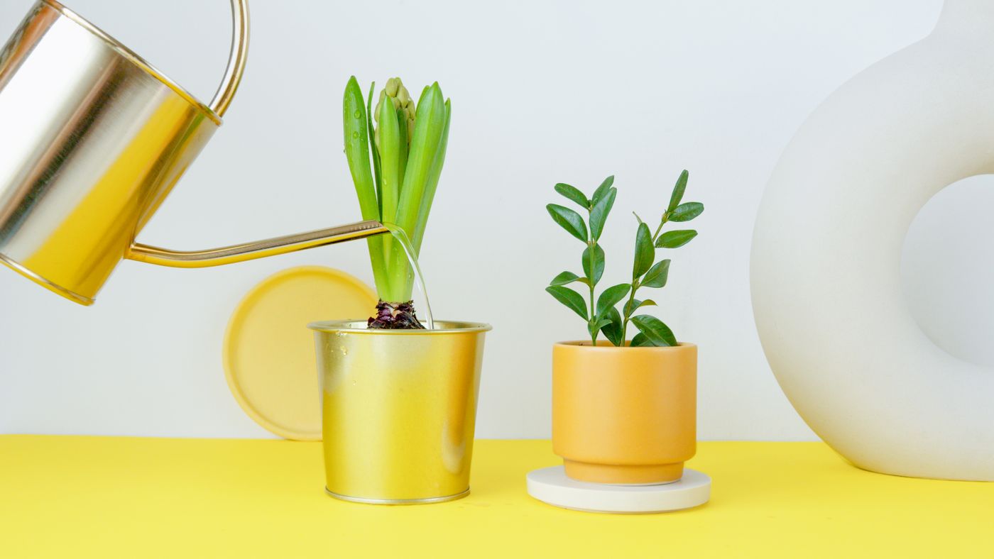 Watering can beside houseplants