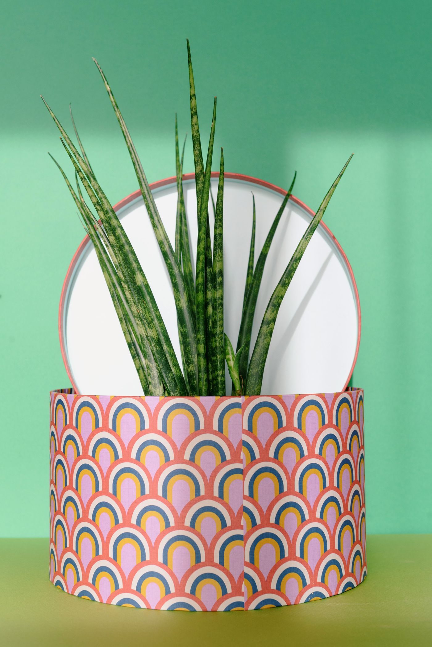 A green plant presented in a gift box