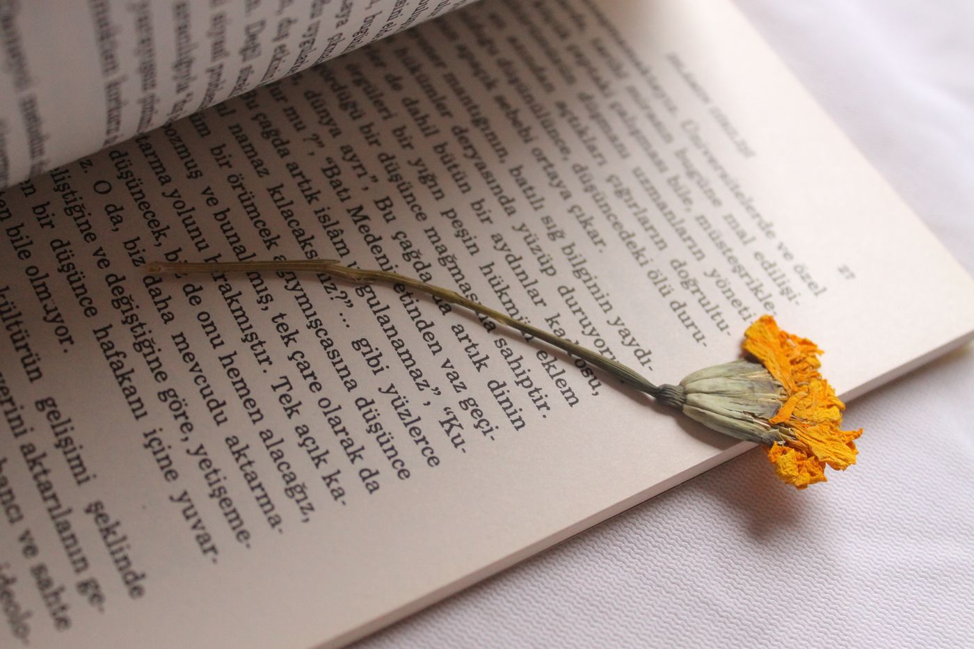 Dried flower resting on a book page